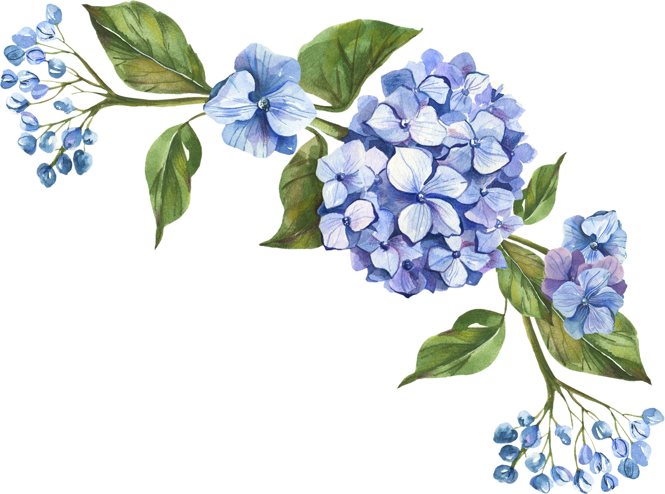 Watercolor floral bouquet clipart. Hydrangea flowers png arrangement.