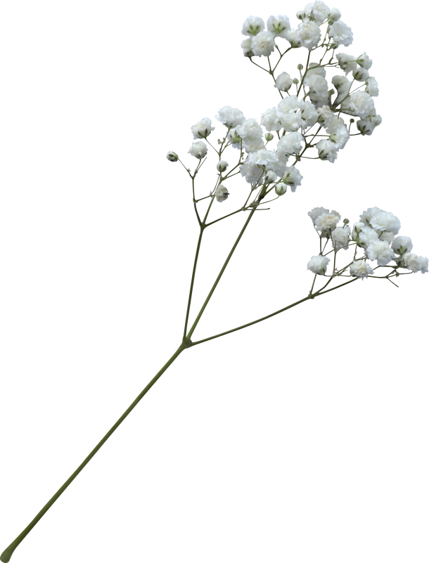 Baby's breath